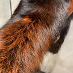 Le Varelle — Croc Leather & Mahogany Fox Jacket